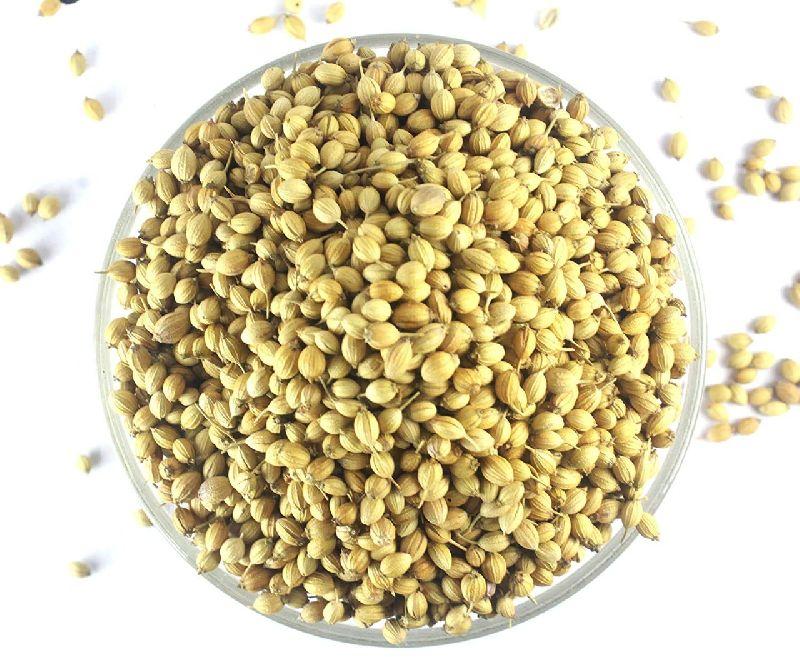 Grey Common coriander