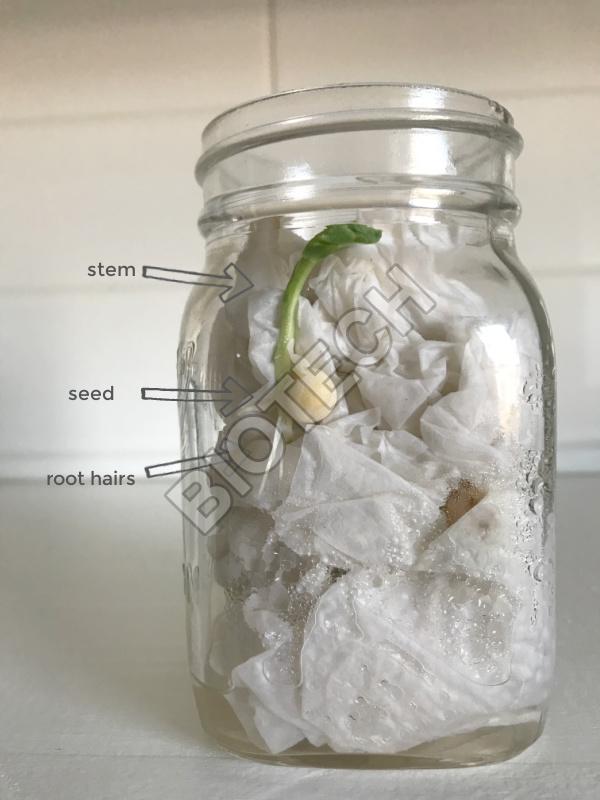 Glass Seed Germination Jar, for Laboratory, Feature Crack Proof