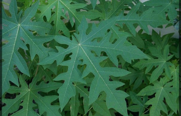 Organic Fresh Papaya Leaves, Feature : Aromatic Fragrance
