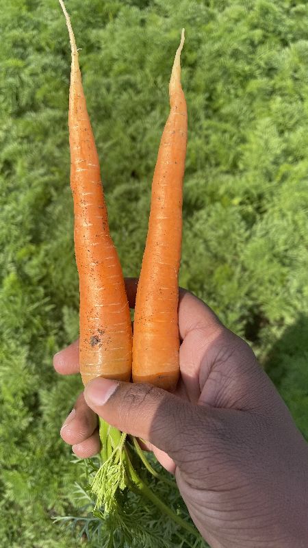 fresh carrots
