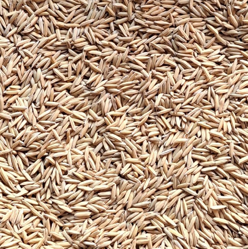 Basmati PR126 Paddy Seeds, for Agriculture, Cooking, Food, Color : Brown