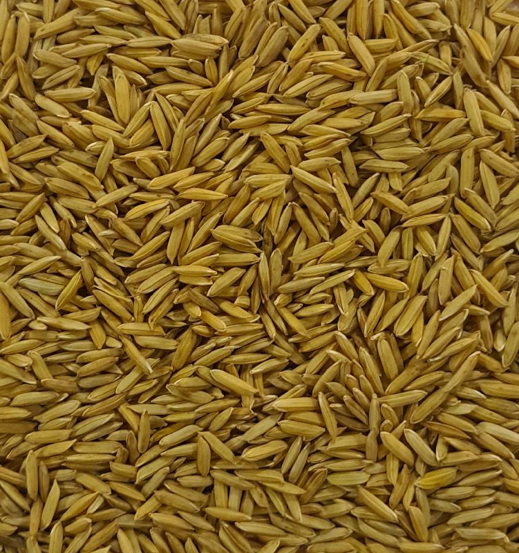 Natural PR 126 Paddy Seeds, for Agriculture