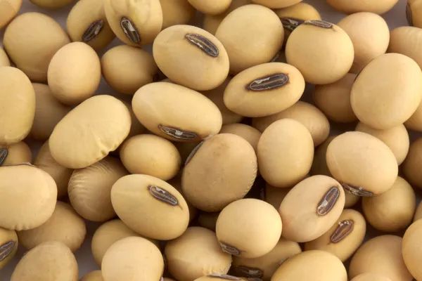 Organic Fresh Soyabean  , Shelf Life : 6Months