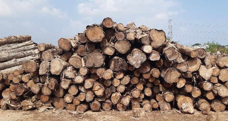 Ghana Teak Wood Round Logs 143 Pcs