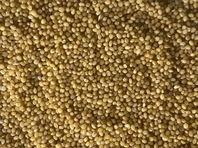 Organic Brown Top Millet Seeds, Packaging Type : Plastic Bag