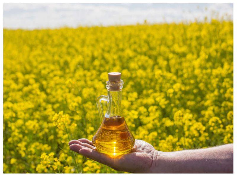 yellow mustard oil