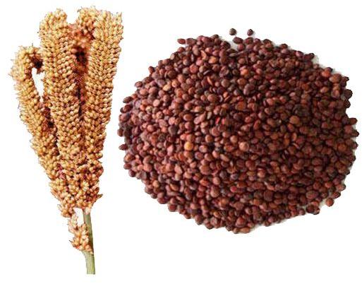 Finger Millets, Purity : 90%, 99%