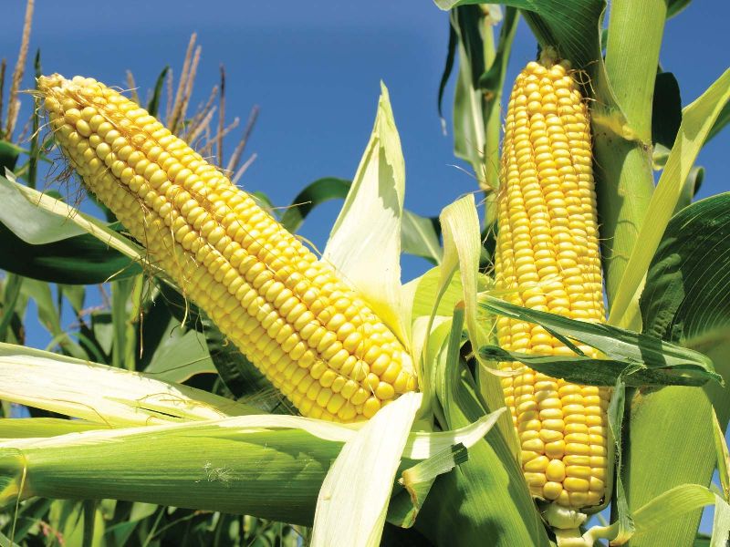 yellow white maize