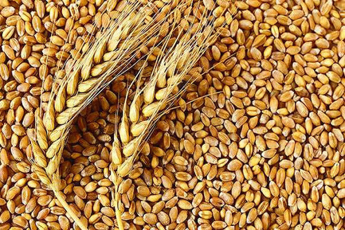 Keyur Shipping wheat grain