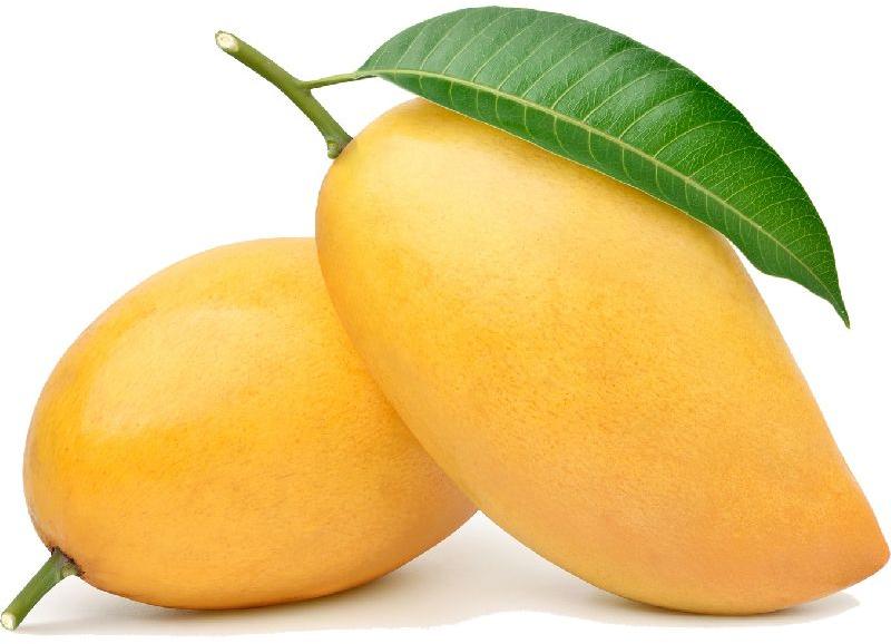 Fresh Mango,fresh mango, Color : Yellow