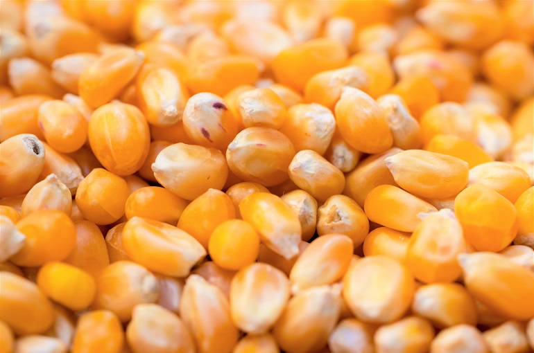 Organic maize, for Making Popcorn, Cattle Feed, Shelf Life : 1year