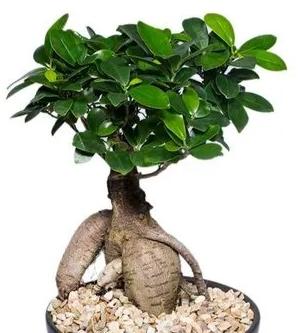 Green Ficus Bonsai Plant