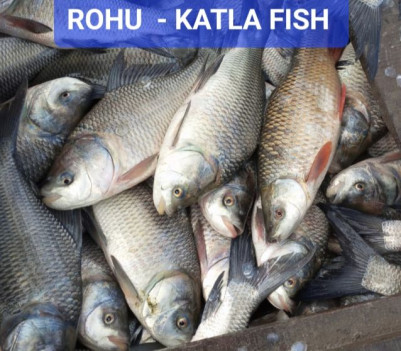 Creamy catla fish, for Business purpose, Style : Dried, Fresh
