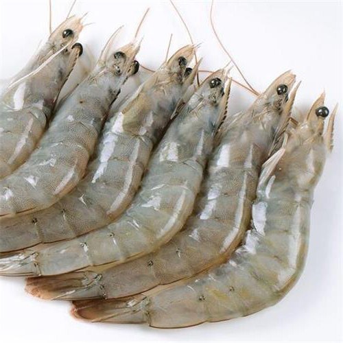 vannamei shrimp