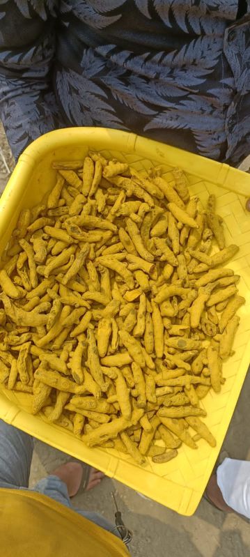 Yellow Turmeric Finger, for Cooking, Spices, Certification : FSSAI Certified
