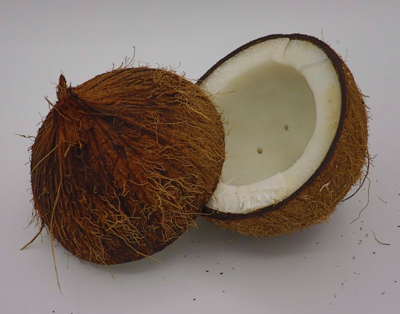 Fresh coconut, Size : medium