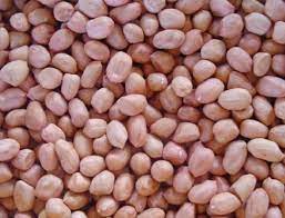 Red Organic Groundnut Seeds, for Cooking, Food, Purity : 98%