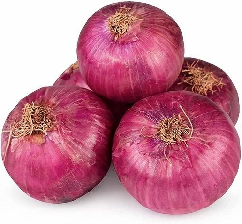 Fresh Large Red Onion, Packaging Type : Gunny Bag