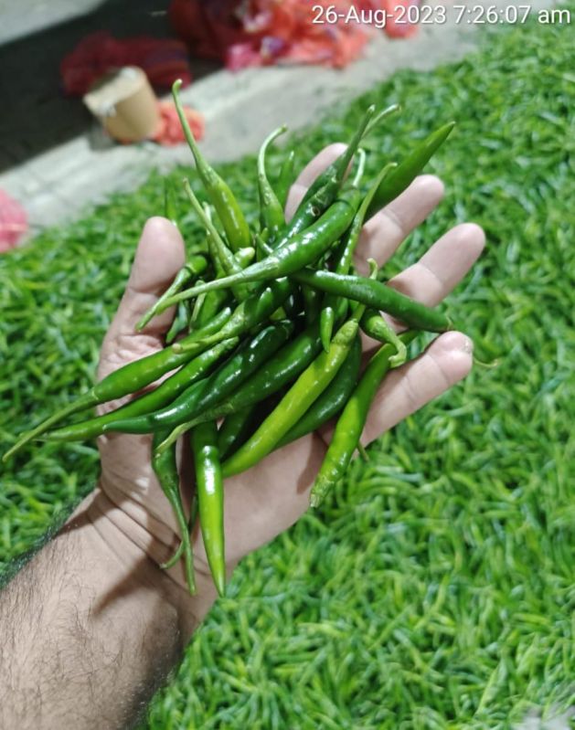 A Grade Fresh Green Chilli, for Human Consumption, Packaging Size : 5kg