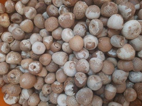 Common 116 Sirsi Betel Nut, for Ayurvedic Formulation, Herbal Formulation, Medicine, Packaging Type : Plastic Bag