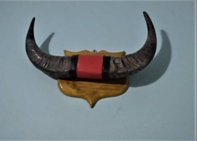 Buffalo horn for wall decor