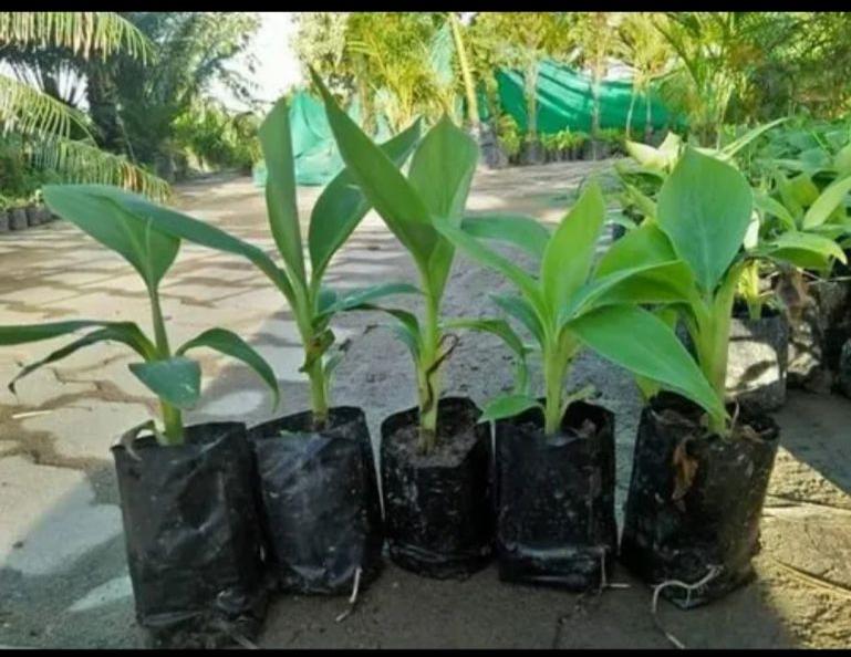 2kg Banana Tissue Culture Plants, Variety : Elakki