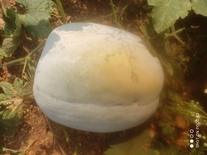 Ash Gourd, For Human Consumption