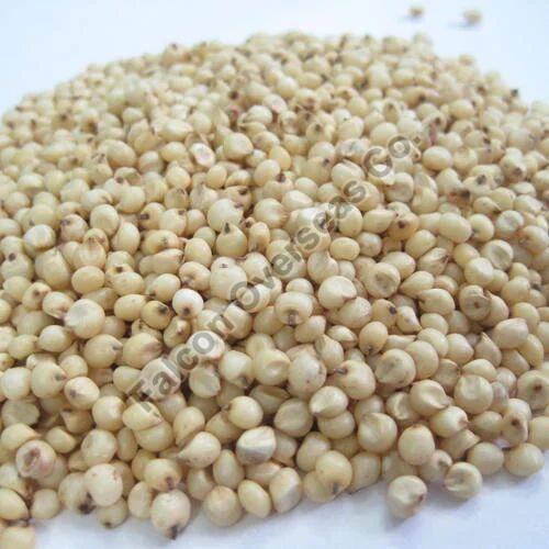 Cream Natural Sorghum Seeds, for Cooking, Style : Dried