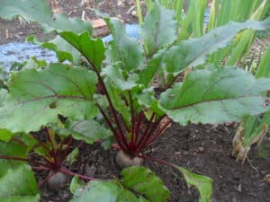 Round Organic fresh beetroot, for Salad, Cooking