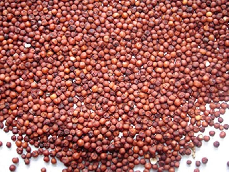 Red Natural Fresh Ragi Seed, for Cooking, Packaging Type : Plastic Bag