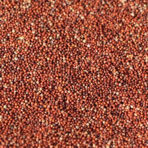 Red Natural Ragi Seed, for Cooking, Packaging Type : Plastic Bag