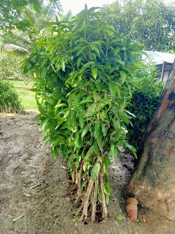 Totapuri mango plant, Shelf Life : Truthness