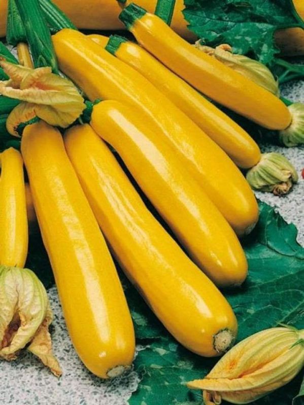 Fresh Yellow Zucchini, Quality Available : A Grade
