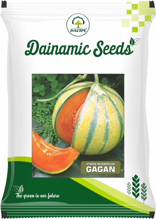 Seeds Hybrid Muskmilion Gagan, for Agriculture, Cooking, Style : Dried
