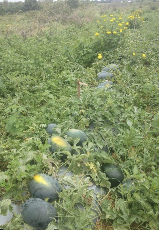 Watermelon Seeds, For Agriculture, Feature : Non Harmful