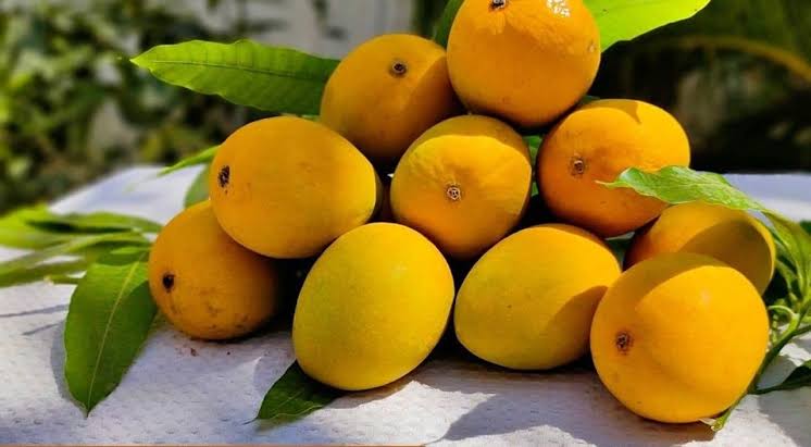 Alphonso mangoes, Packaging Size : 5 Kg