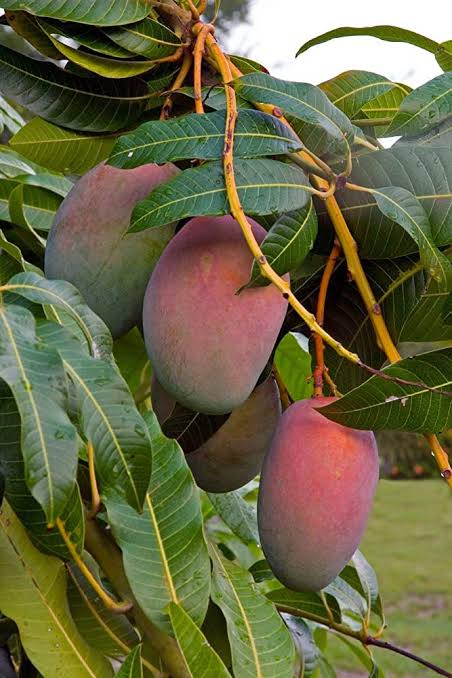 Organic Malgova Mangoes, Packaging Size : 5kg