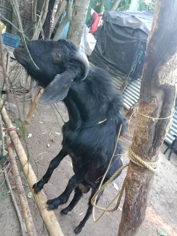 20-30 Kg black bengal goat, for Hotel, Household, Mess, Restaurant, Style : Alive