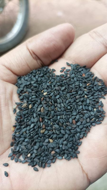 Black sesame seeds, Packaging Size : 5kg