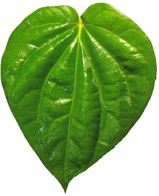 Organic Calcutti Old Paan, for Human Consumption, Eating, Cooking, Baking