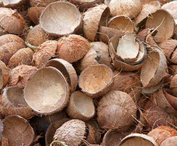 Common coconut shell, Grade : Food