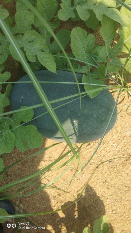 Organic fresh watermelon, for Cooking, Certification : FSSAI Certified