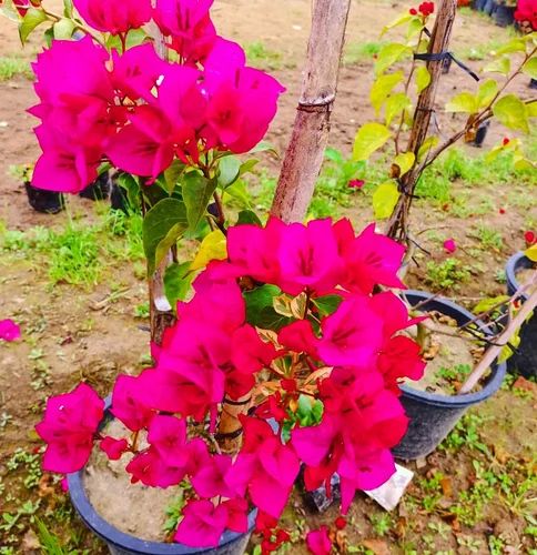 Pink Bougainvillea Plant, for Decoration, Gardening