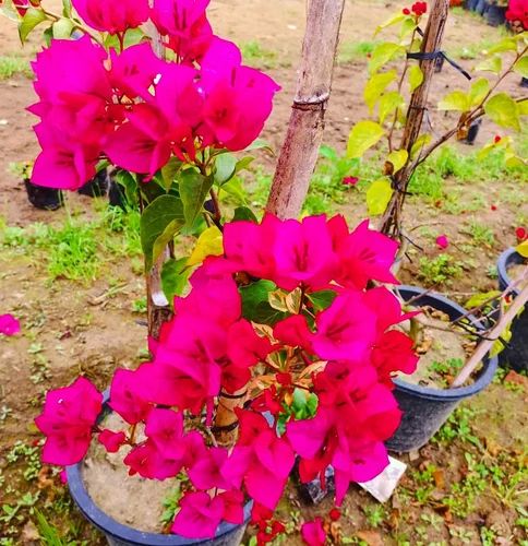 Bougainvillea Plant