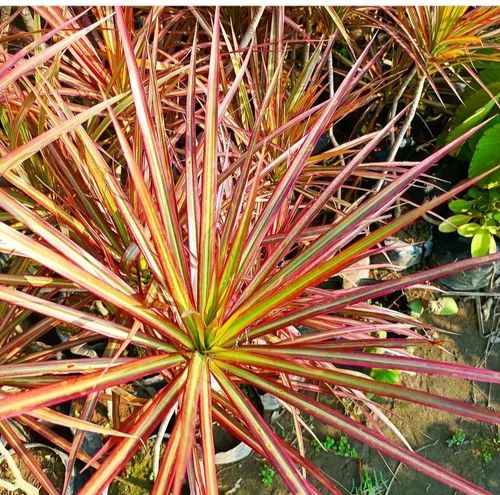 Dracaena Marginata Plant