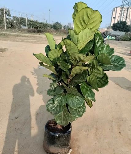 Ficus Lyrata Plant, Color : Green
