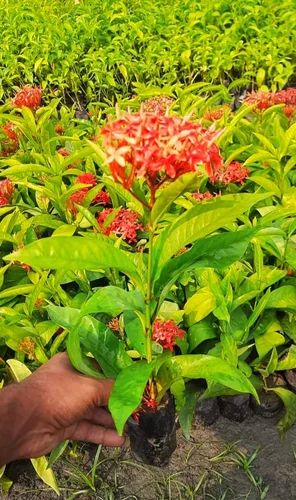Red Ixora Plant, for Decoration, Gardening, Packaging Type : Bag