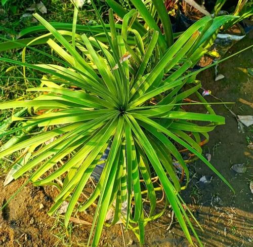 Green Common Wilkesia Gymnoxiphium Plant, Feature : Freshness