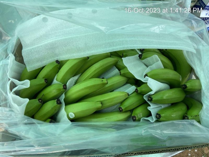 Natural g9 cavendish banana, for Human Consumption