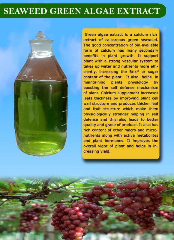 Seaweed Green Algae Extract Liquid, for Agriculture, Packaging Type : Plastic Bottles Can
